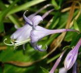 Hosta albomarginata