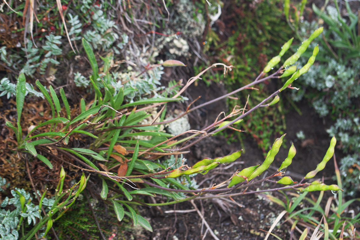 Image of Parrya nudicaulis specimen.