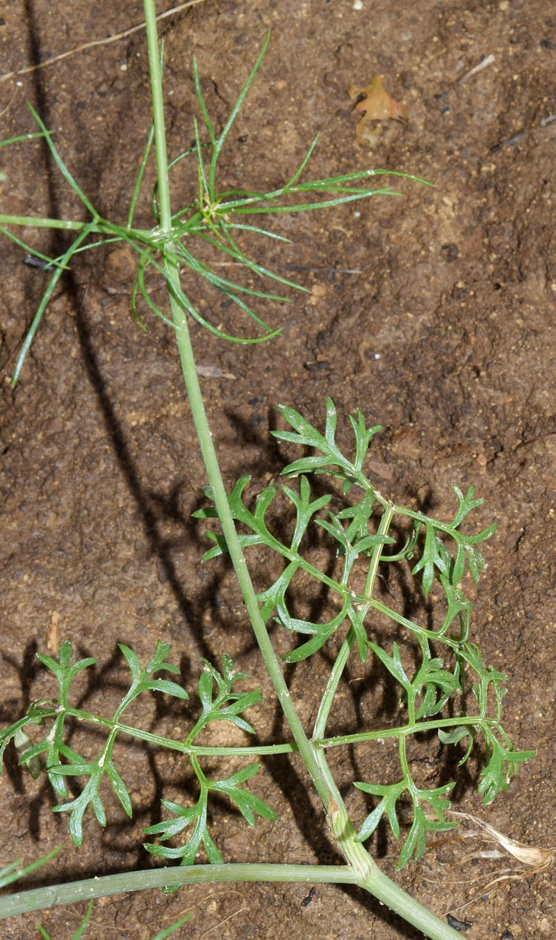 Image of Bunium intermedium specimen.