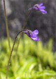 Pinguicula vulgaris. Цветок. Карелия, восточный берег оз. Топозеро, низкий каменистый заболоченный берег. 05.07.2024.