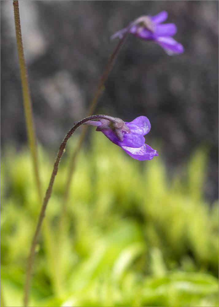 Изображение особи Pinguicula vulgaris.