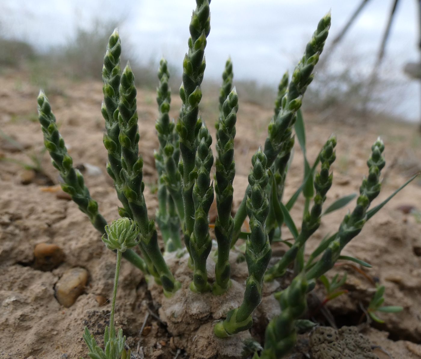 Изображение особи Anabasis brachiata.