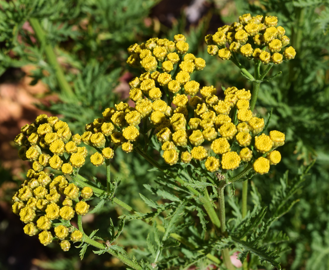 Image of Tanacetum pseudachillea specimen.