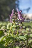 Смотреть изображение Corydalis solida