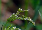 View full-size image Hierochloe odorata