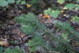 View full-size image Abies sibirica