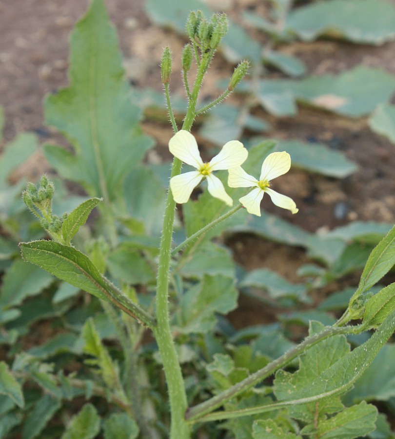 Изображение особи Raphanus raphanistrum.