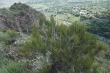 View full-size image Ephedra procera
