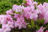 View full-size image Rhododendron schlippenbachii