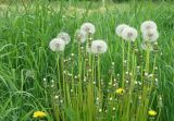 Taraxacum kjellmanii. Верхушки побегов с соплодиями и соцветиями. Север Кубани, станица Шкуринская, обочина дороги. 16.05.2011.