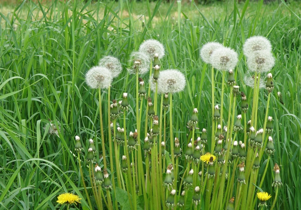 Image of Taraxacum kjellmanii specimen.