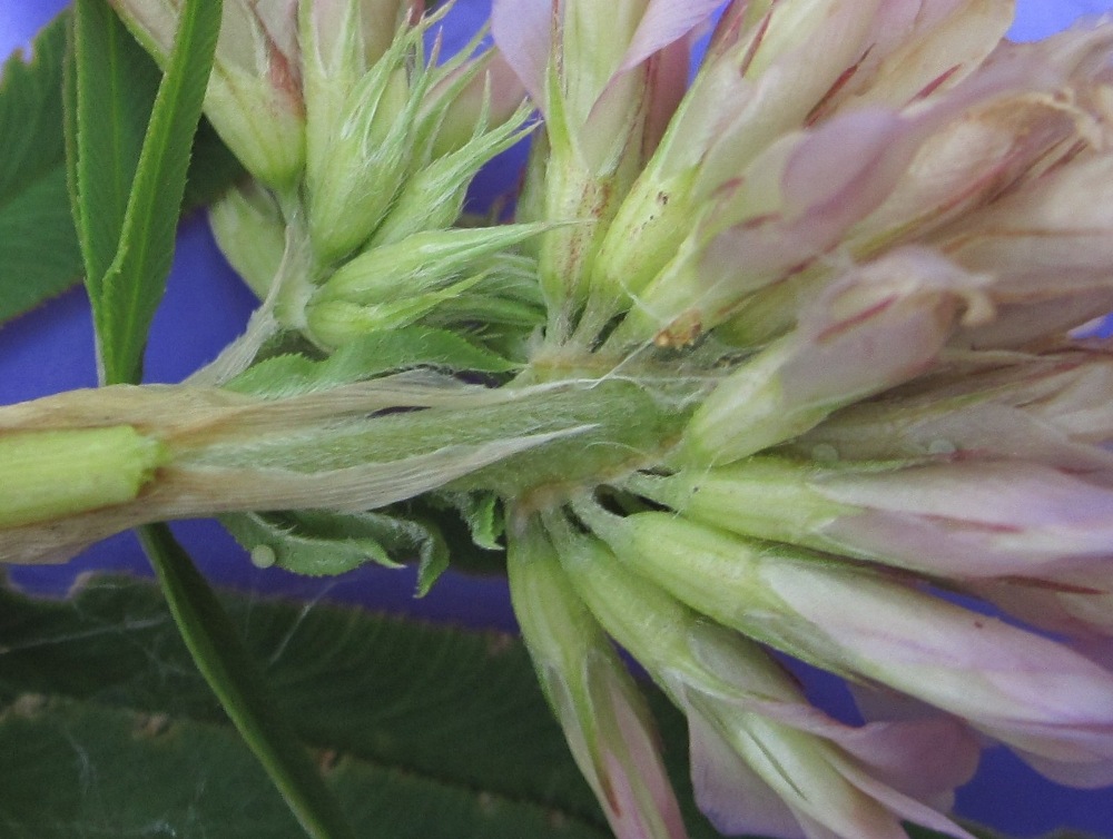 Image of Trifolium lupinaster specimen.