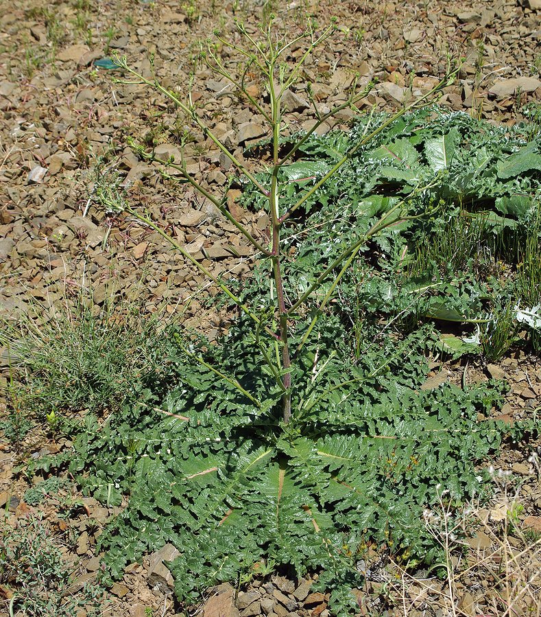 Image of Cousinia karatavica specimen.