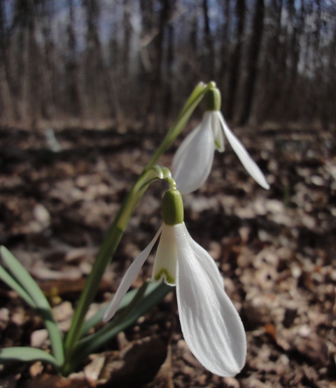 Изображение особи Galanthus nivalis.