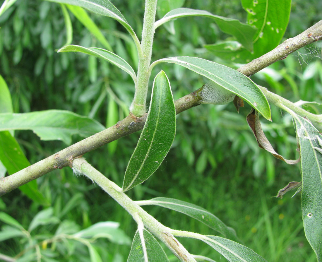 Изображение особи Salix gmelinii.