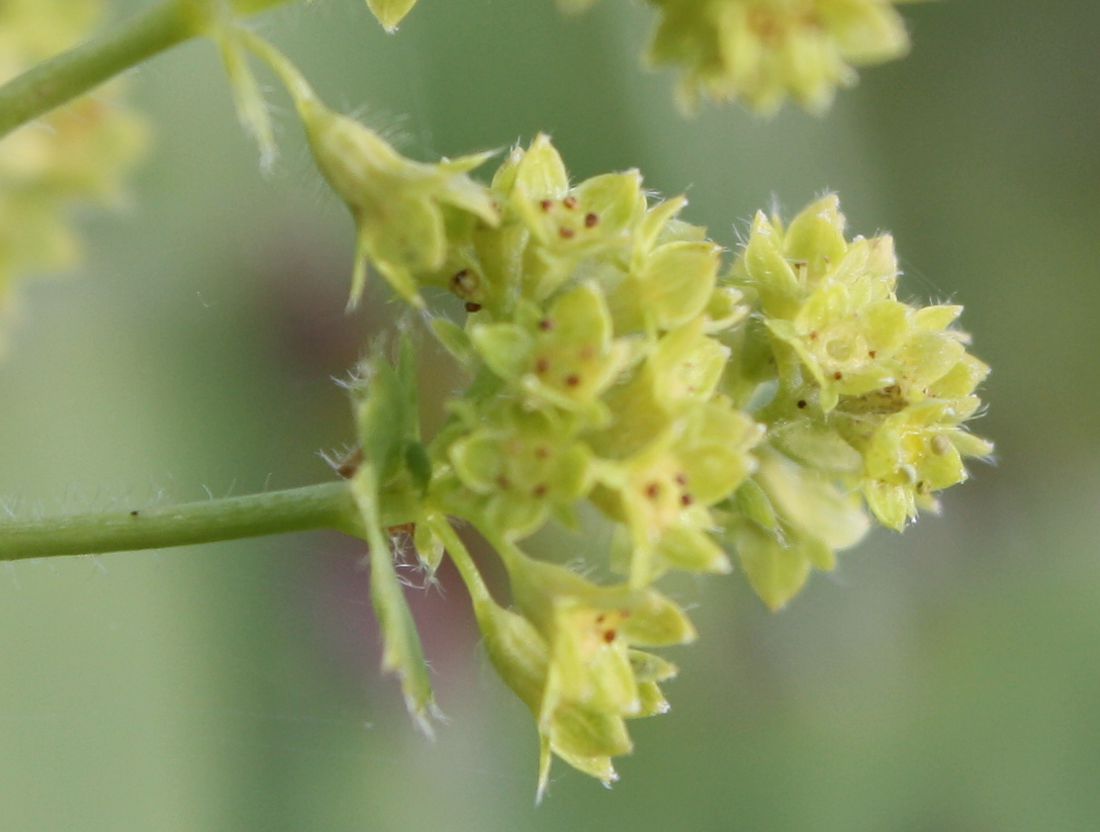 Изображение особи Alchemilla monticola.