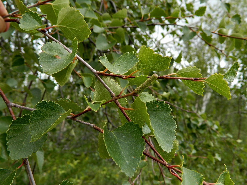 Image of genus Betula specimen.