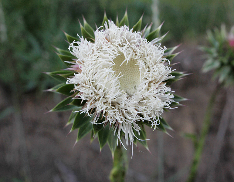 Image of Carduus thoermeri specimen.