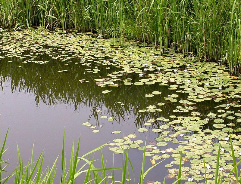 Image of Nymphaea tetragona specimen.