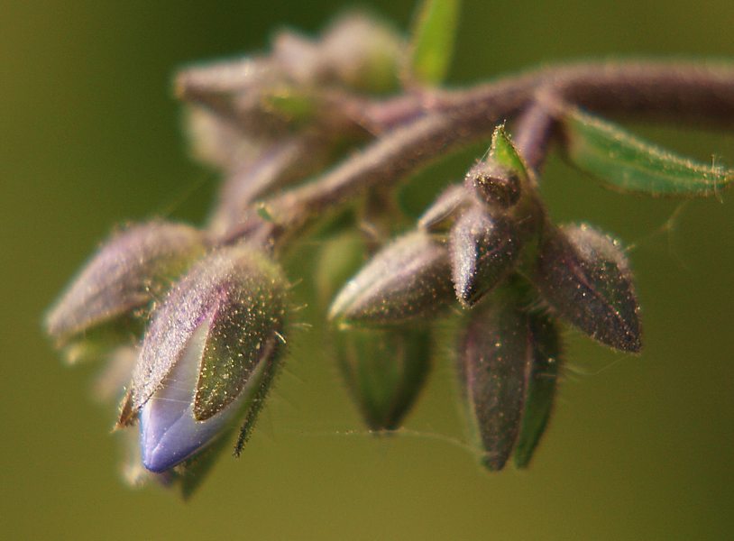 Image of Polemonium caeruleum specimen.