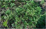 Chaerophyllum prescottii. Вегетирующие растения. Чувашия, окр. г. Шумерля, Песчаная дорога на Водозабор. 28 апреля 2012 г.