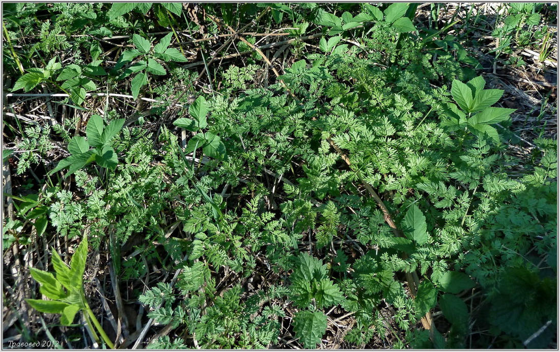 Image of Chaerophyllum prescottii specimen.