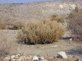 Anabasis setifera. Плодоносящее растение. Израиль, долина Арава, сухое русло. 31.12.2011.