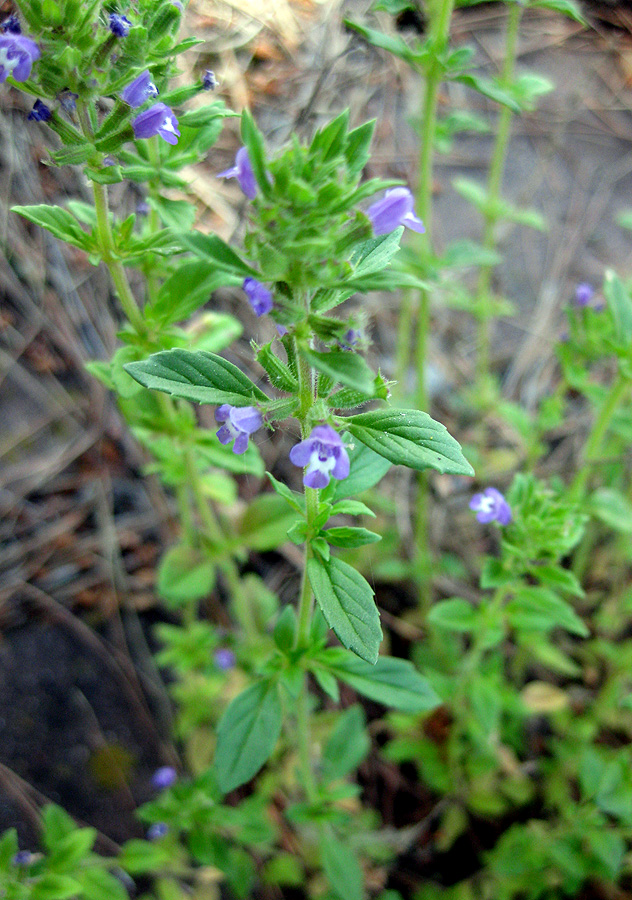 Image of Ziziphora acinos specimen.