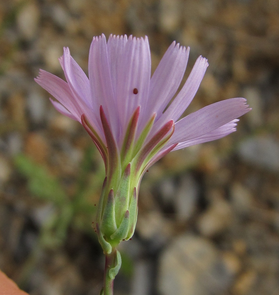 Изображение особи семейство Asteraceae.