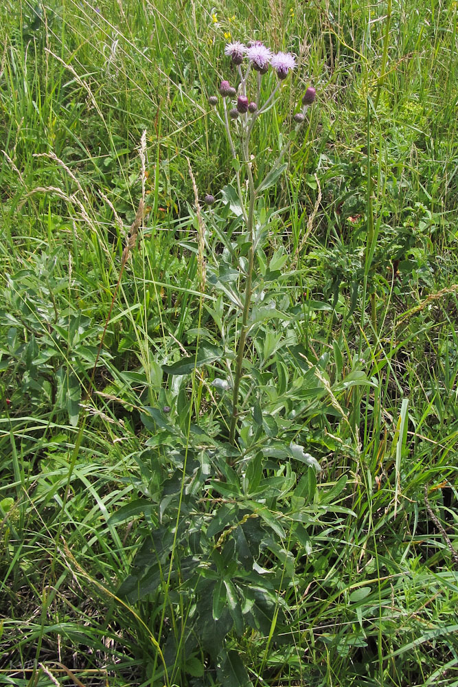 Изображение особи Cirsium incanum.