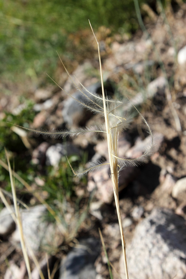 Image of Stipa caucasica specimen.