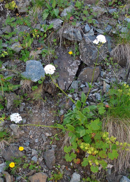 Изображение особи Valeriana alpestris.