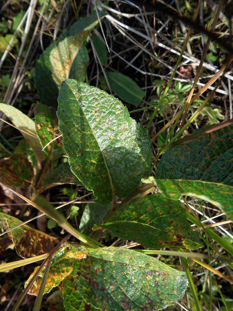 Image of Salix hastata specimen.