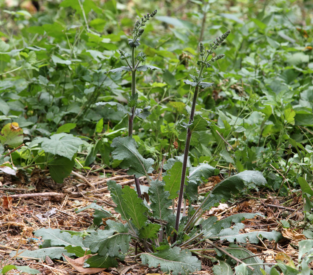 Image of Salvia verbenaca specimen.