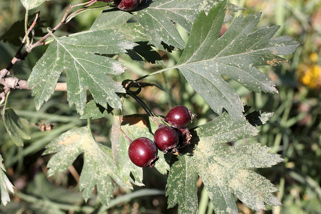 Image of Crataegus songarica specimen.