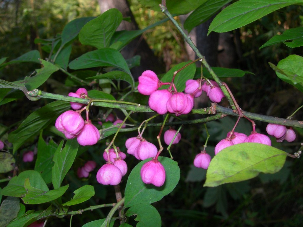 Image of Euonymus sieboldianus specimen.