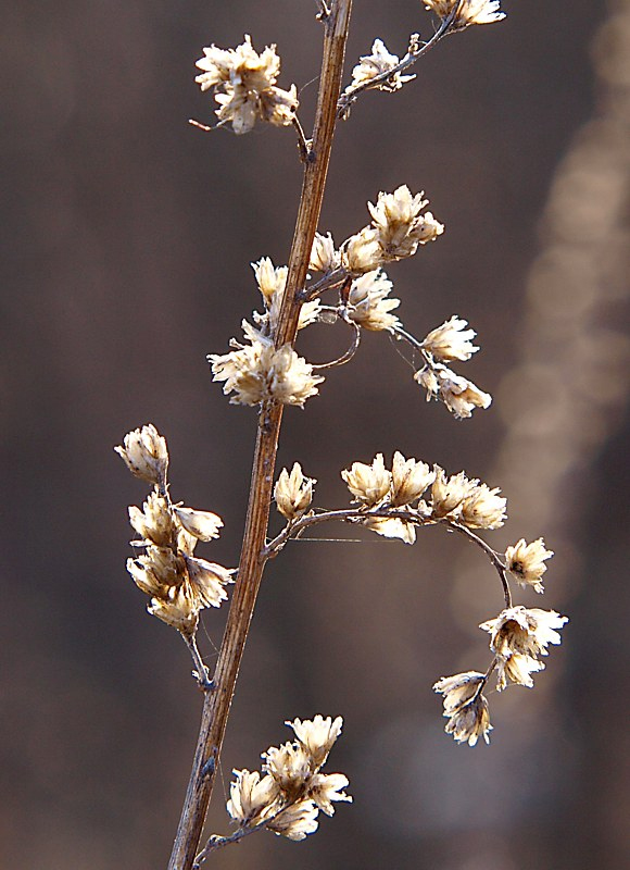 Изображение особи Artemisia vulgaris.