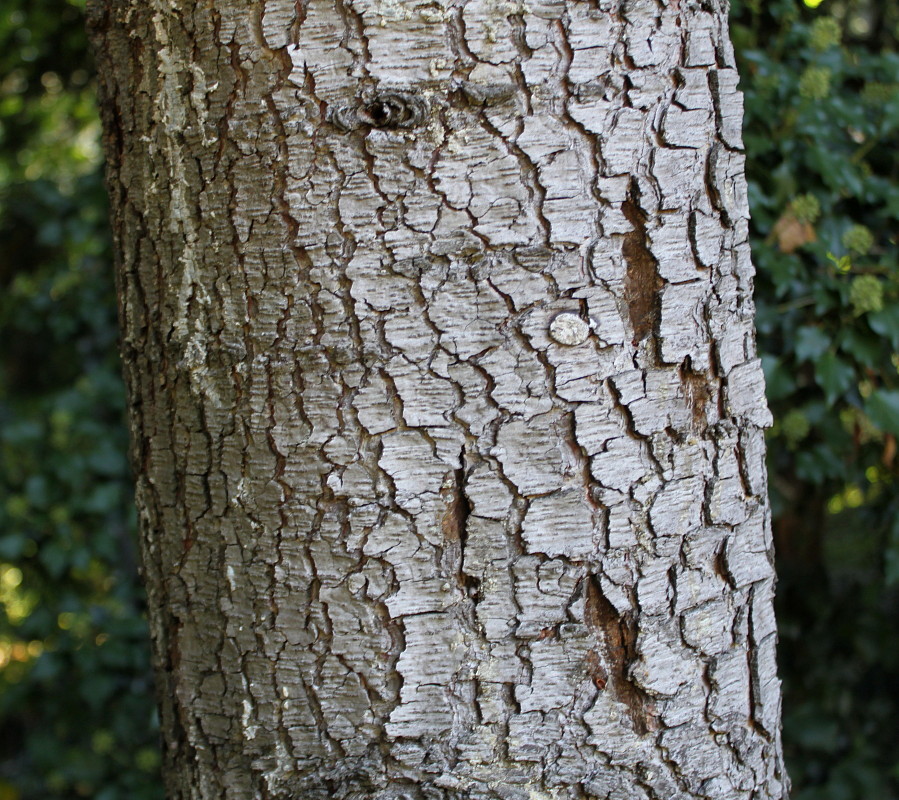 Image of Cedrus atlantica specimen.