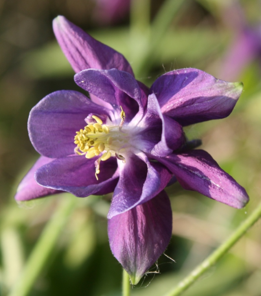 Изображение особи Aquilegia vulgaris.