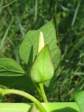 Calystegia sepium. Бутон. Украина, Запорожье, ЦПКиО \"Дубовая роща\", около пруда. 03.07.2011.