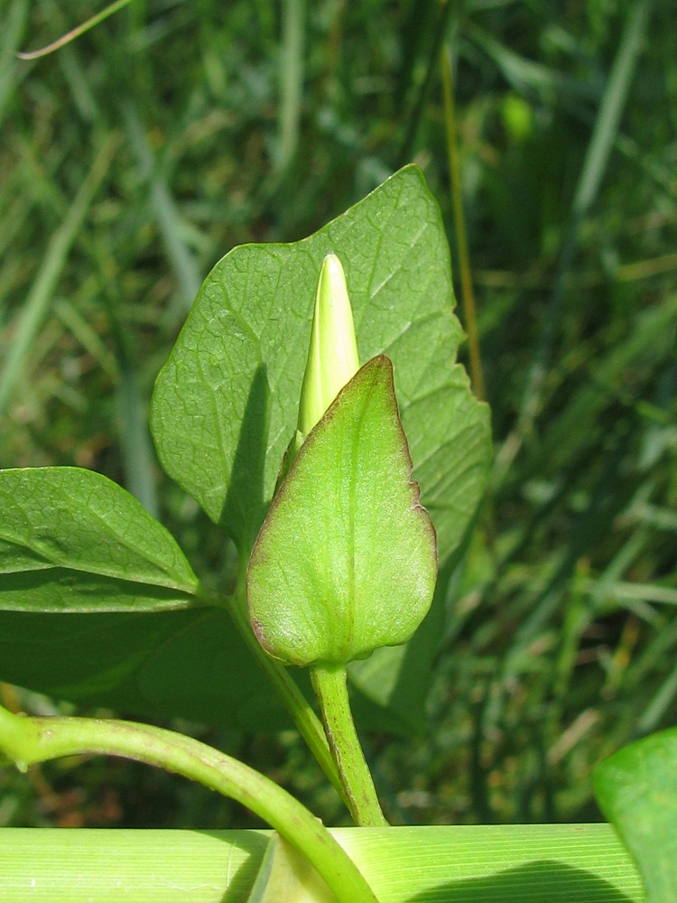 Image of Calystegia sepium specimen.