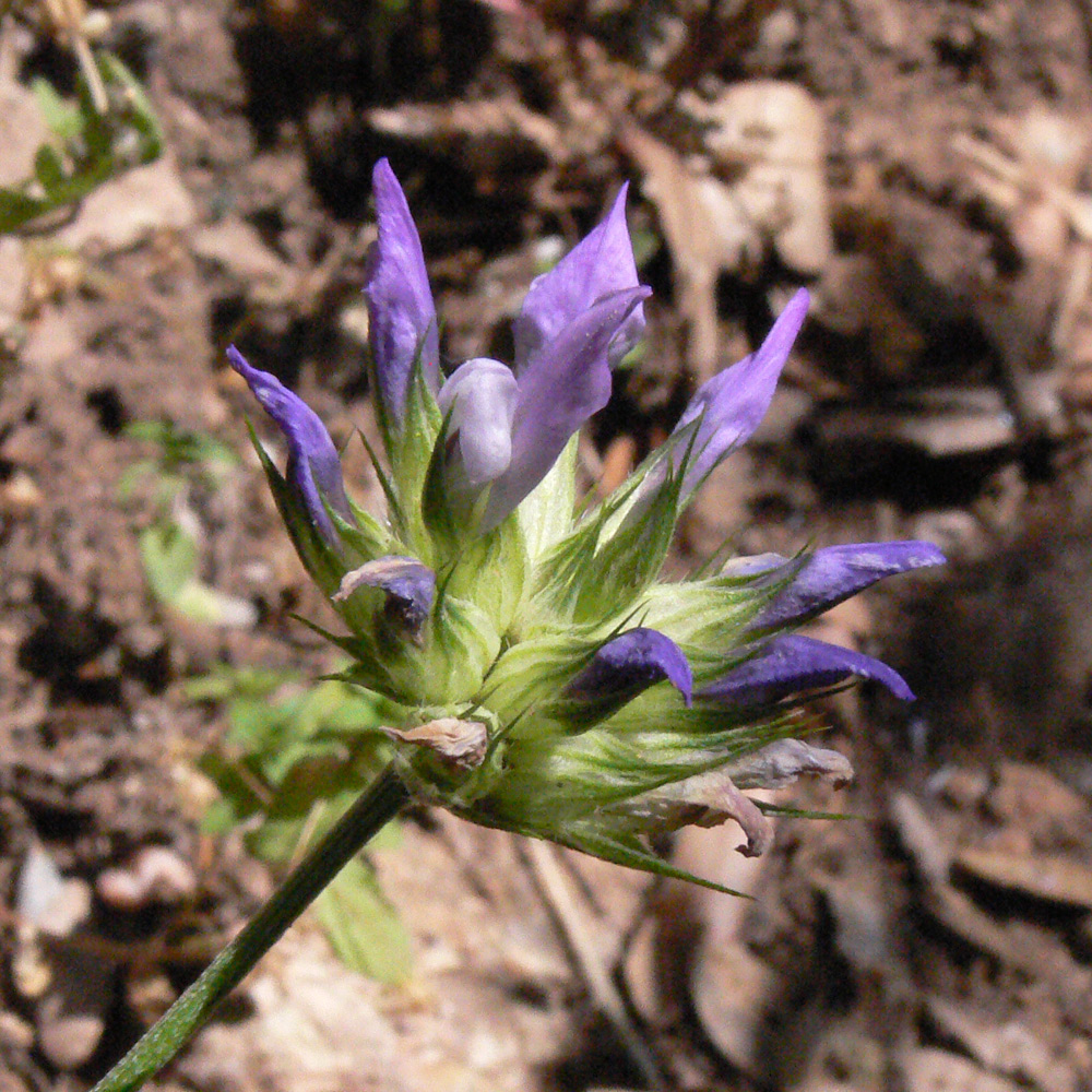 Image of Psoralea bituminosa specimen.