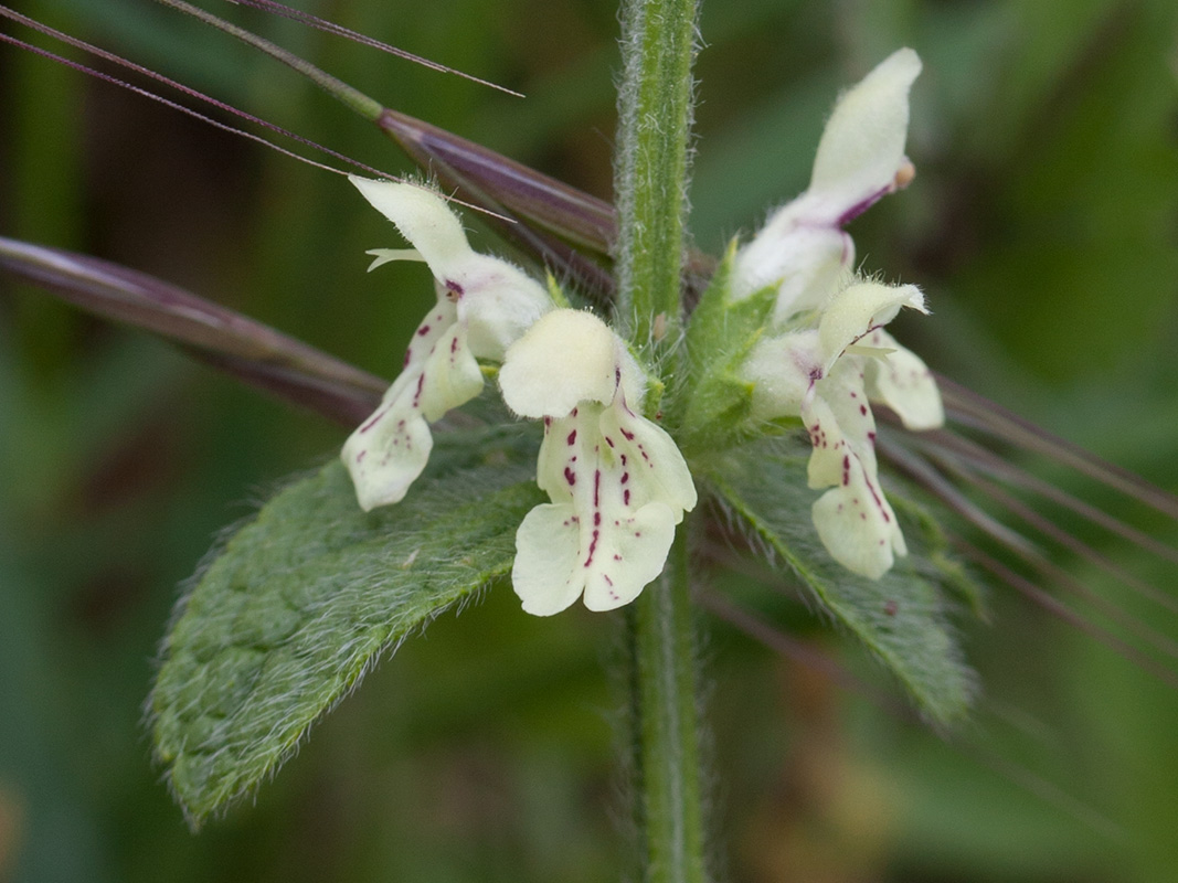 Image of Stachys recta specimen.