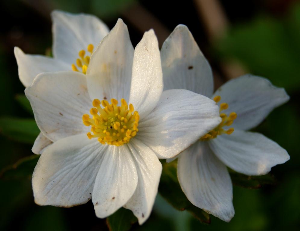 Изображение особи Anemonastrum brevipedunculatum.