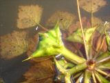 Смотреть изображение Trapa pseudincisa