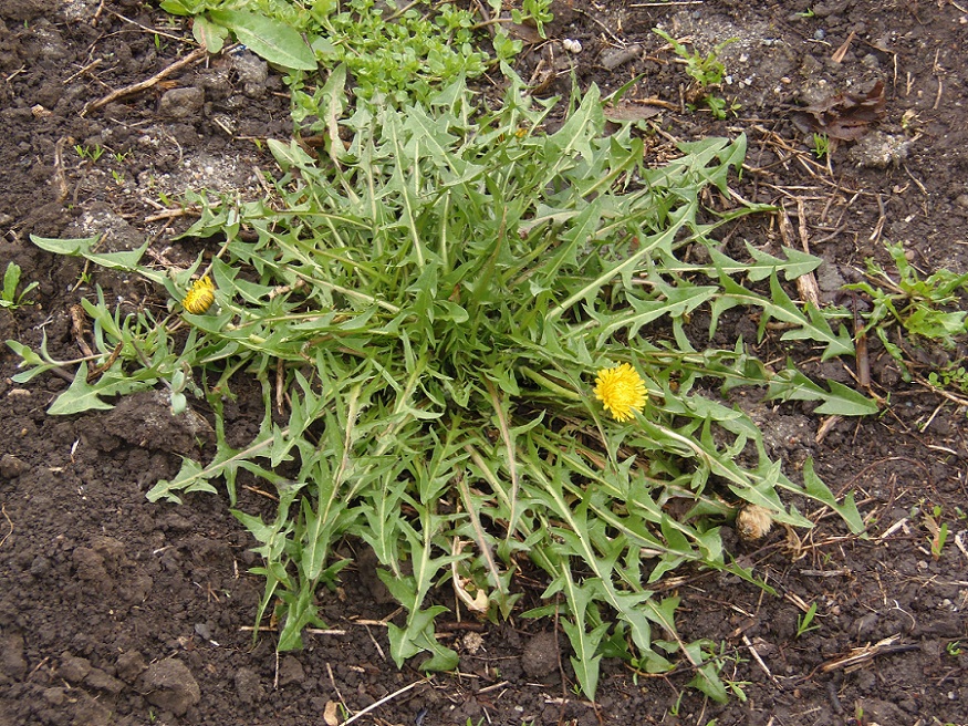 Image of genus Taraxacum specimen.