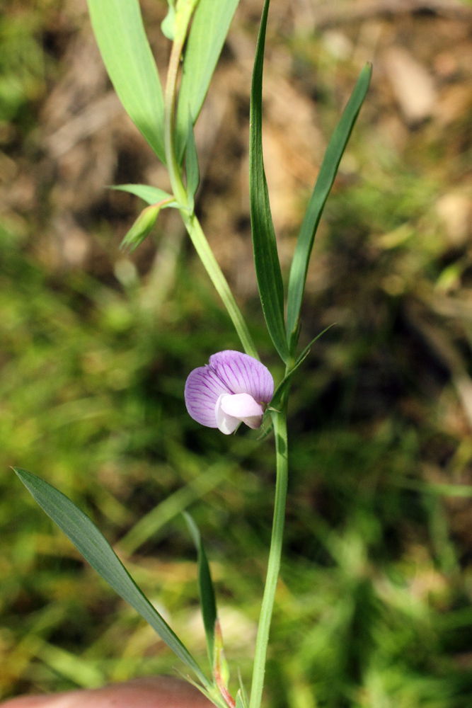 Image of Lathyrus inconspicuus specimen.