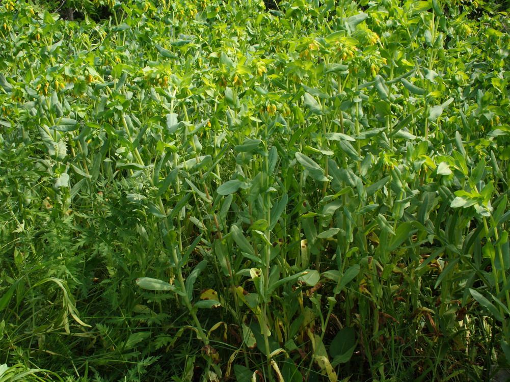 Image of Cerinthe minor specimen.