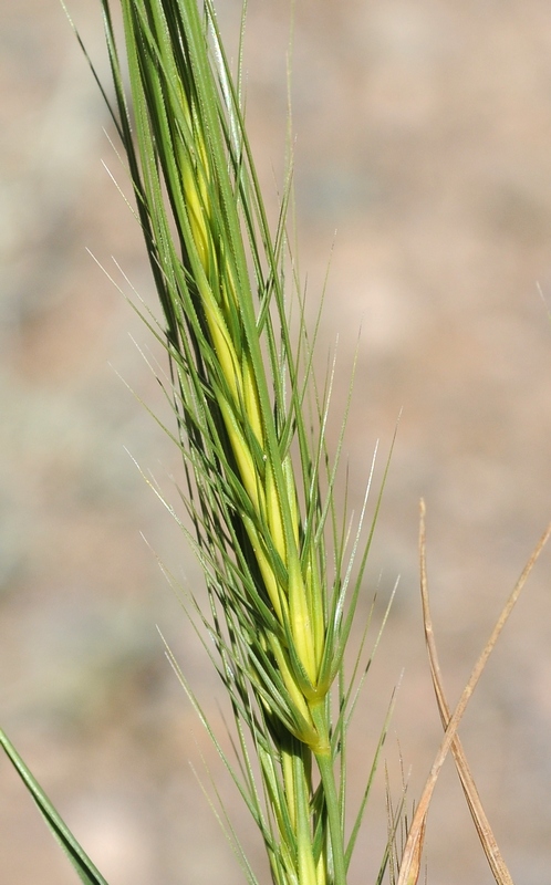 Image of Taeniatherum crinitum specimen.