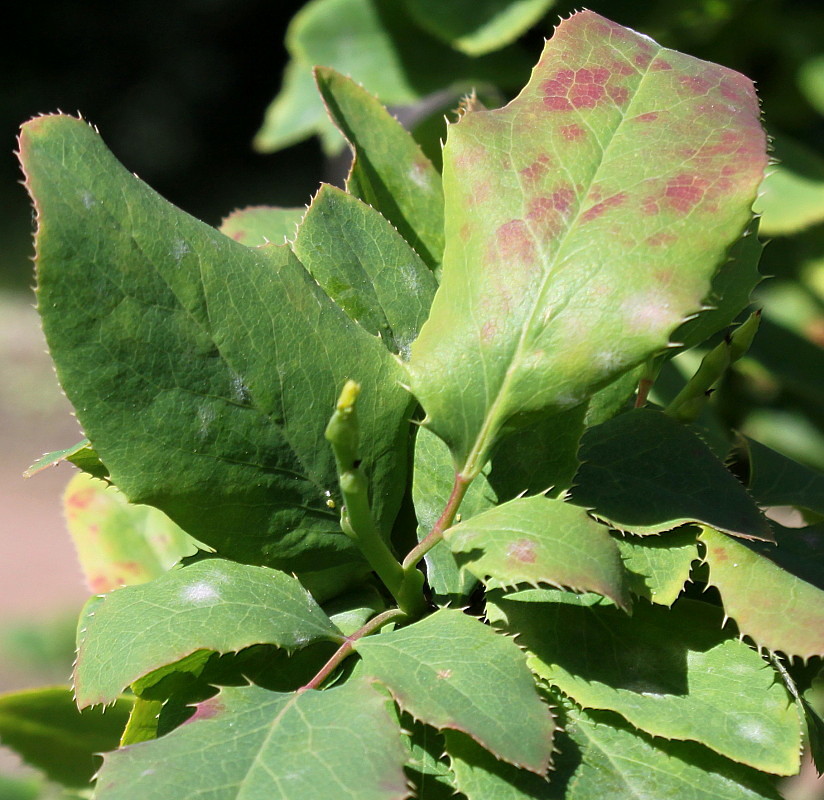 Image of Berberis &times; neubertii specimen.